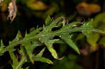 Swamp thistle